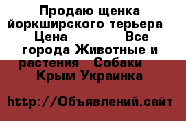 Продаю щенка йоркширского терьера  › Цена ­ 20 000 - Все города Животные и растения » Собаки   . Крым,Украинка